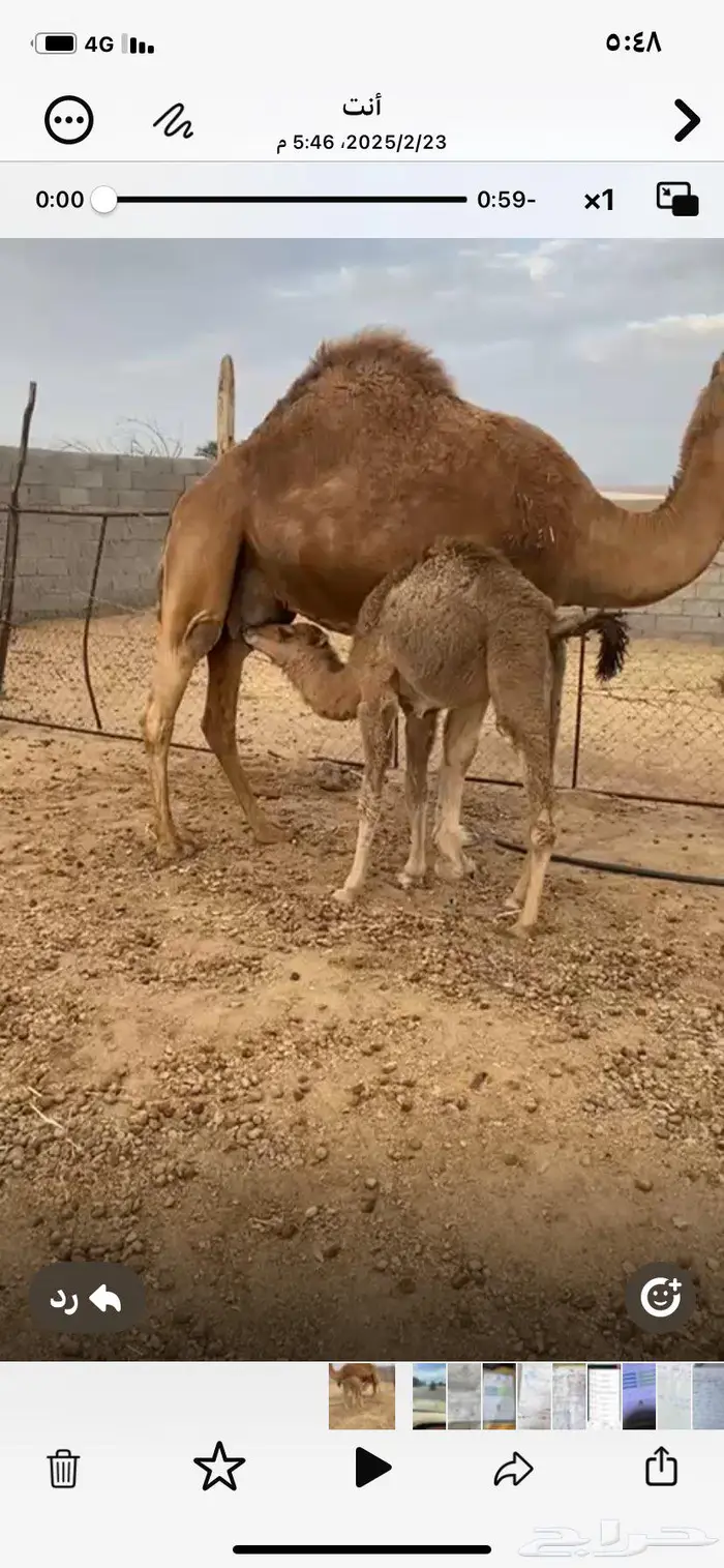 ناقع خلفه في املج 0