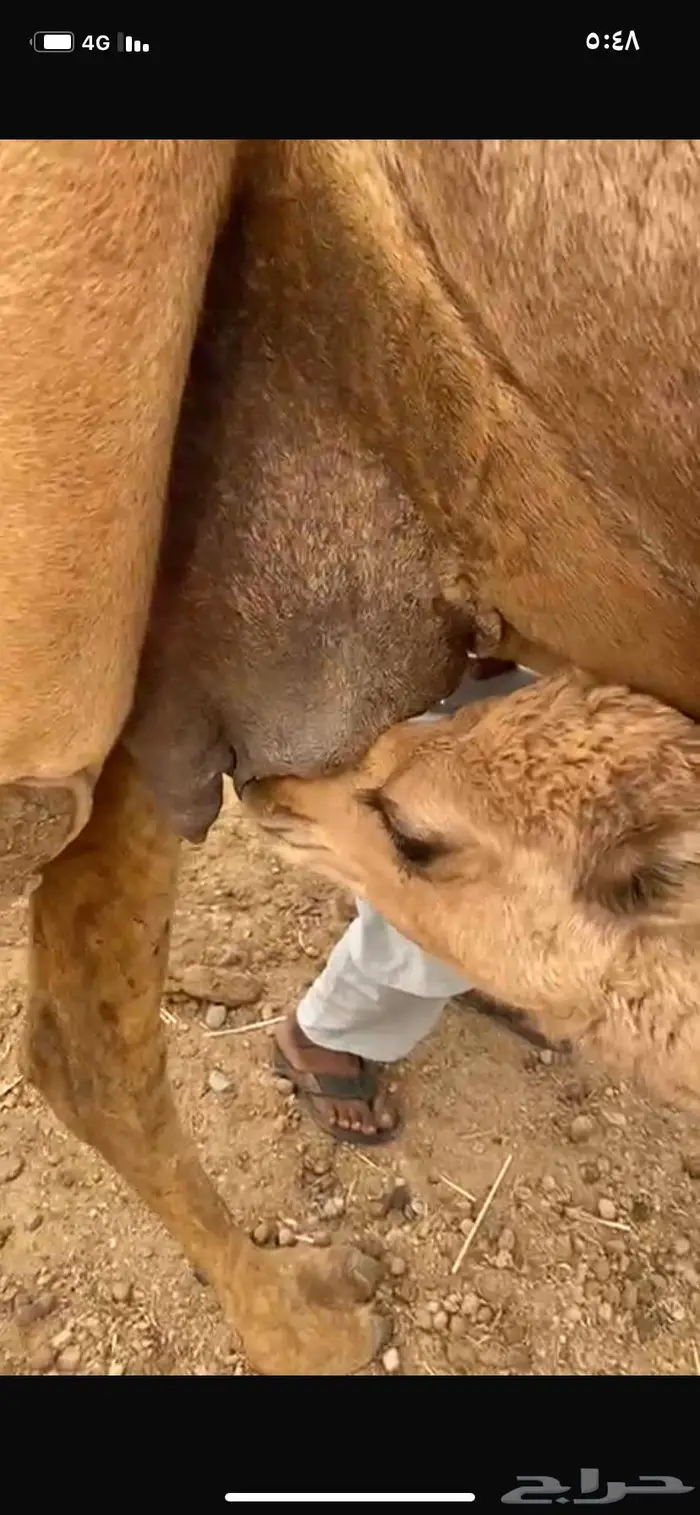 ناقع خلفه في املج 2