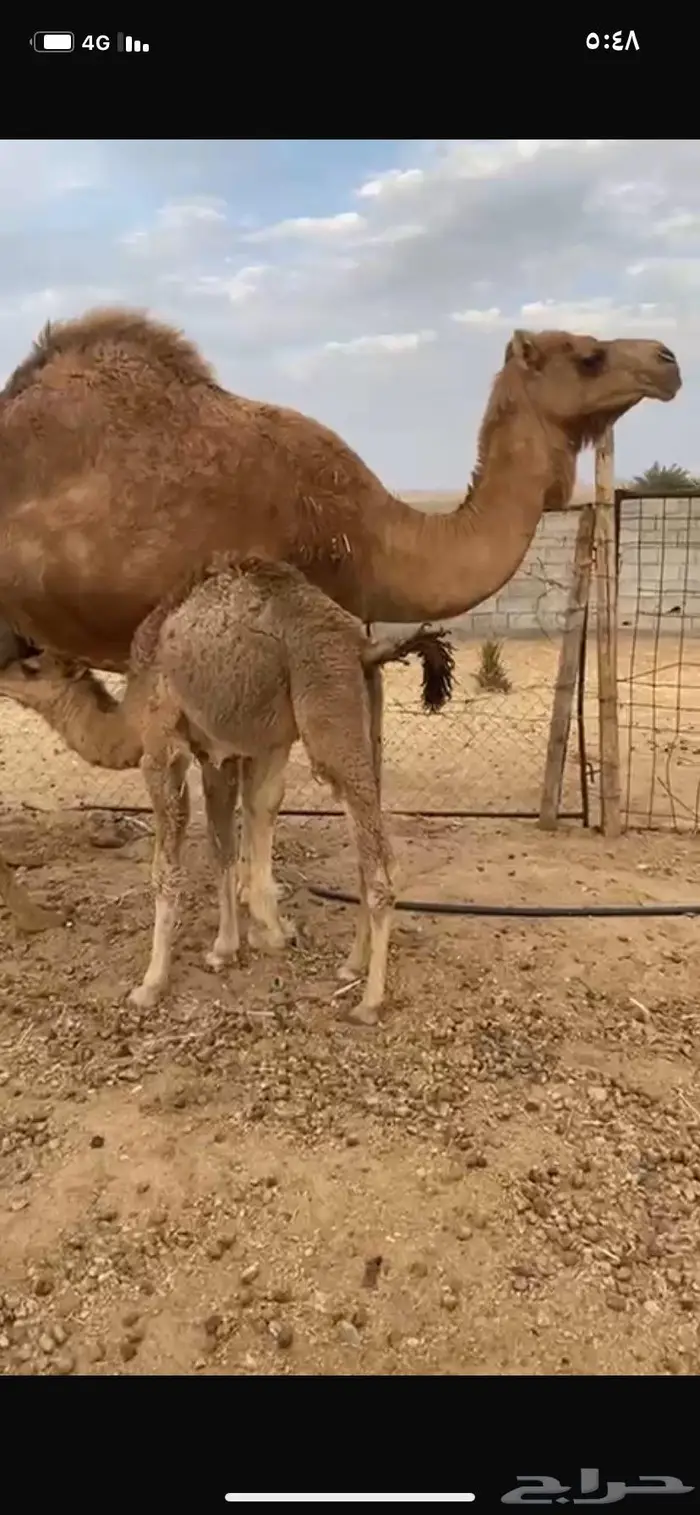 ناقع خلفه في املج 5