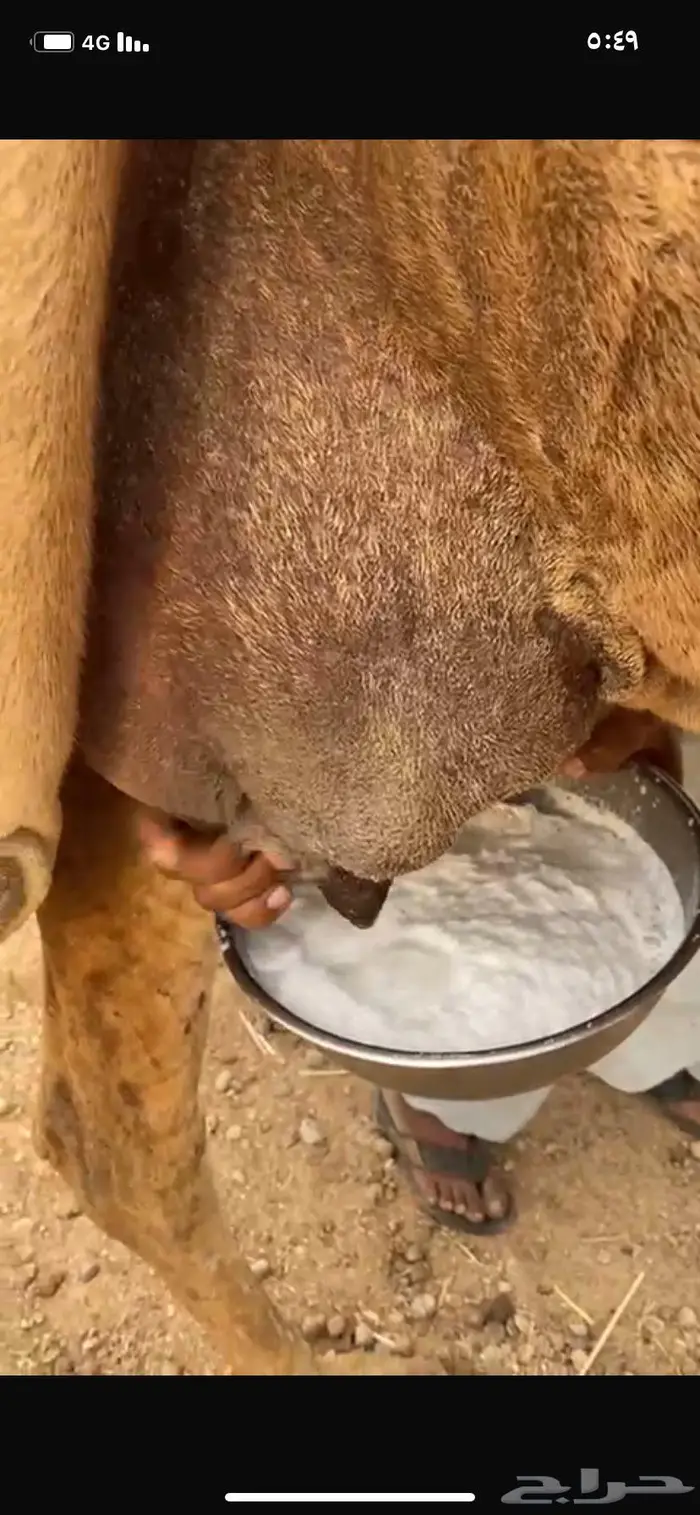 ناقع خلفه في املج 3