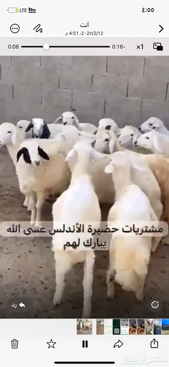 الذبيح نعيمي حري تيس الجبيل الصناعيه 1