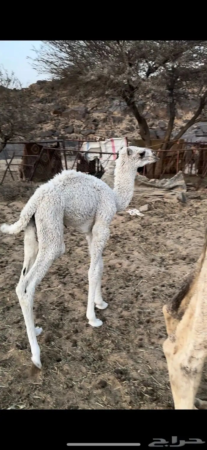 خلفه حليب وهداوه وانتاج تحتها قعود  فحل حليبها واجد 5