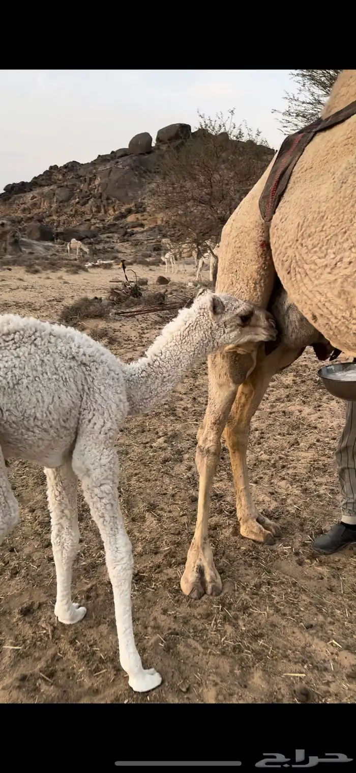 خلفه حليب وهداوه وانتاج تحتها قعود  فحل حليبها واجد 3