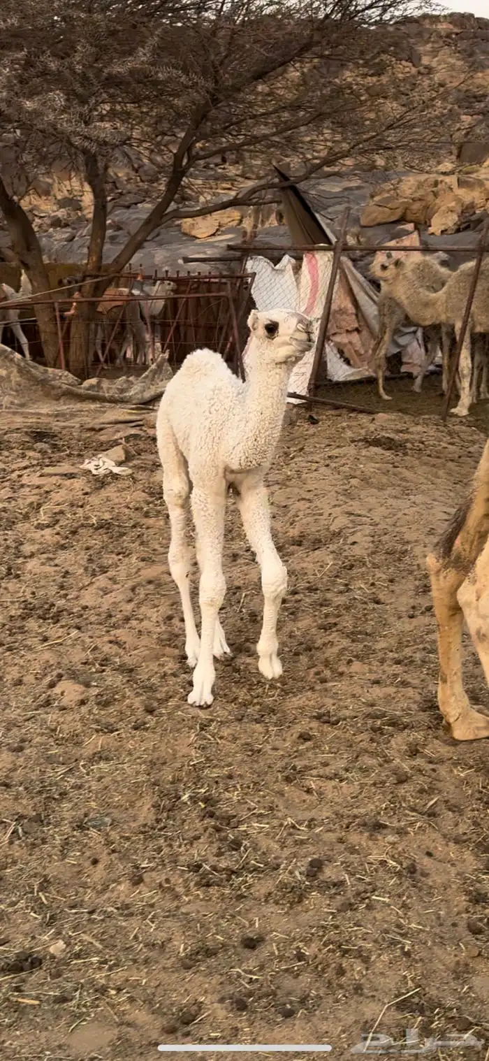 خلفه حليب وهداوه وانتاج تحتها قعود  فحل حليبها واجد 6