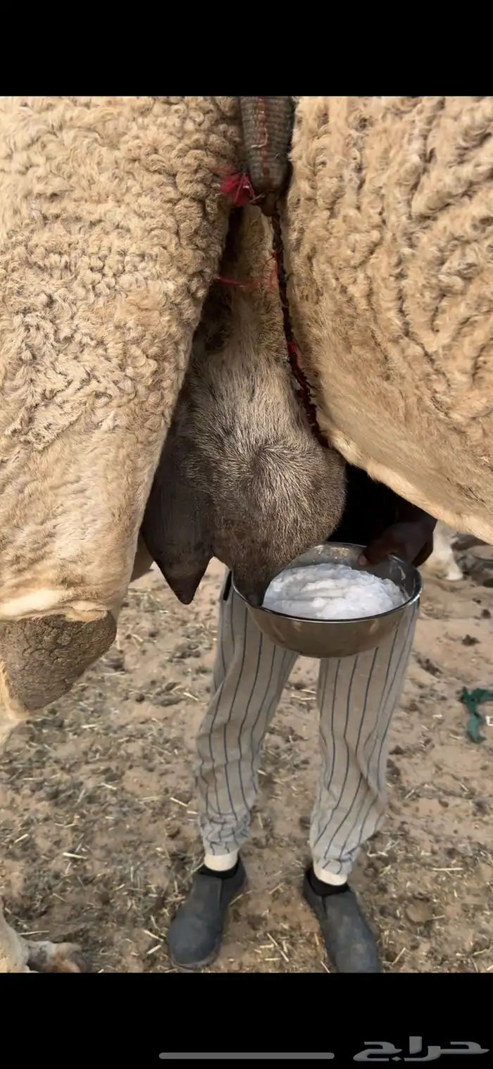 خلفه حليب وهداوه وانتاج تحتها قعود  فحل حليبها واجد 7