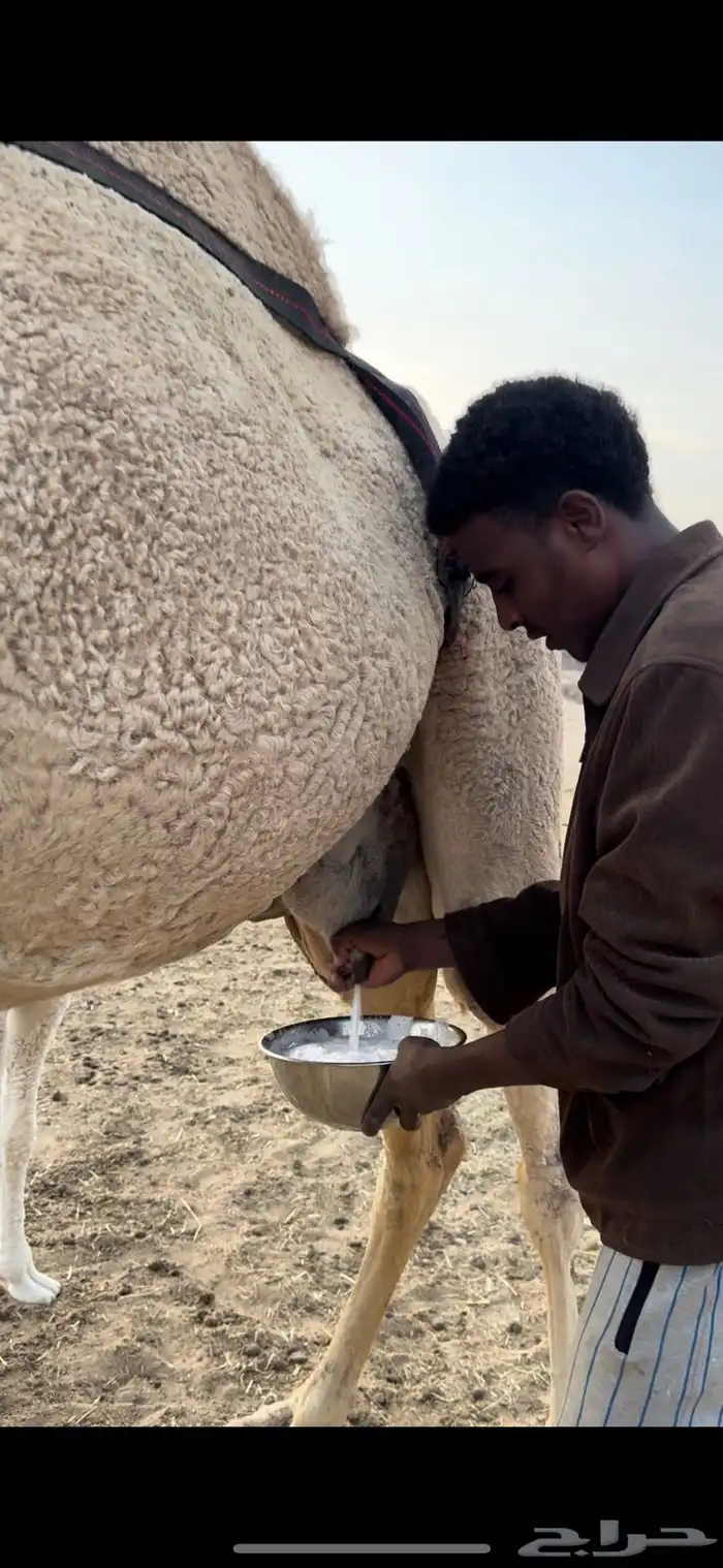 خلفه حليب وهداوه وانتاج تحتها قعود  فحل حليبها واجد 4