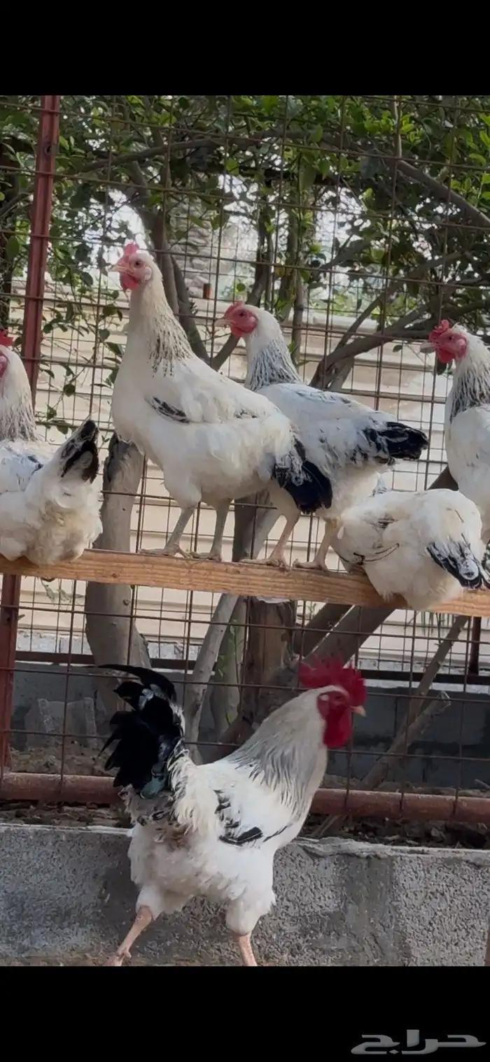 دجاج فرنسي كولمبي للعرض 0