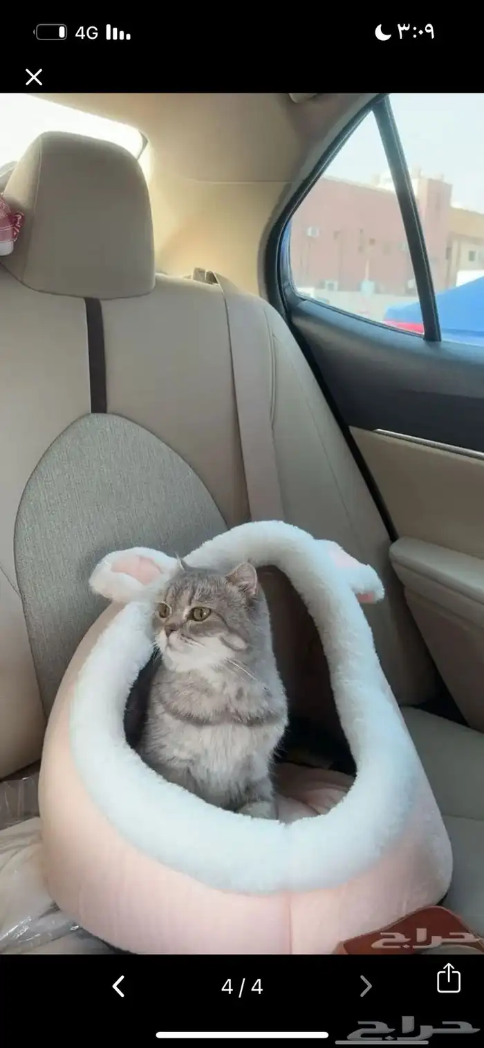 قطو 2