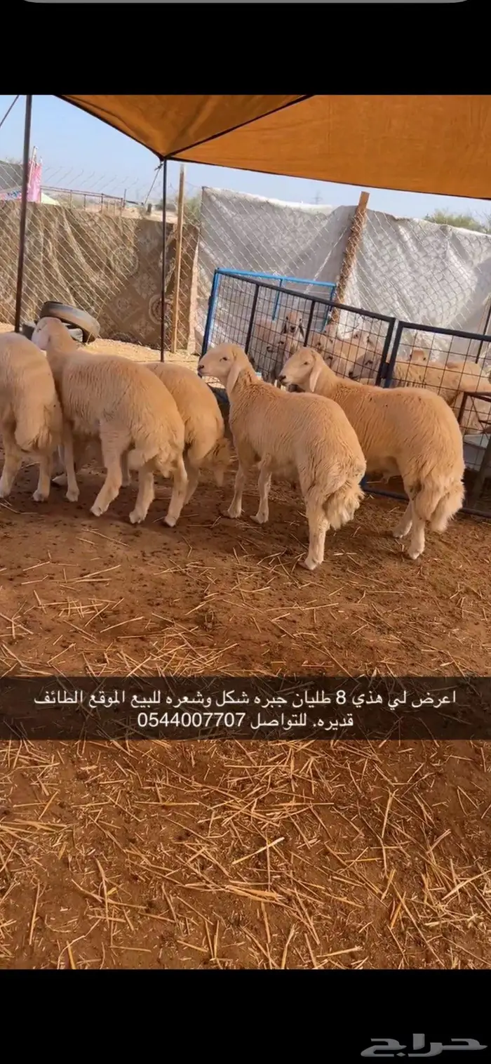 للبيع طليان ورخال حري وسواكني تربيه 1