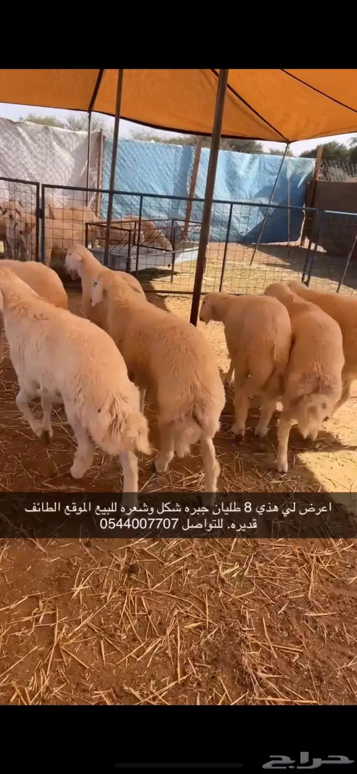 للبيع طليان ورخال حري وسواكني تربيه 0