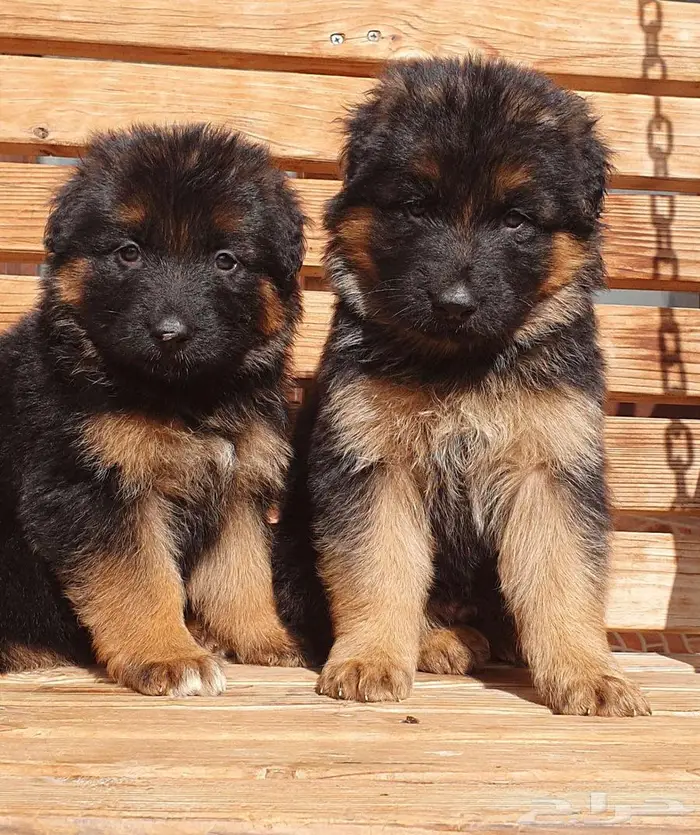 للبيع جراوي جيرمن شيبرد 1