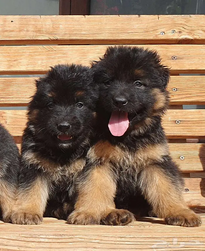 للبيع جراوي جيرمن شيبرد 12