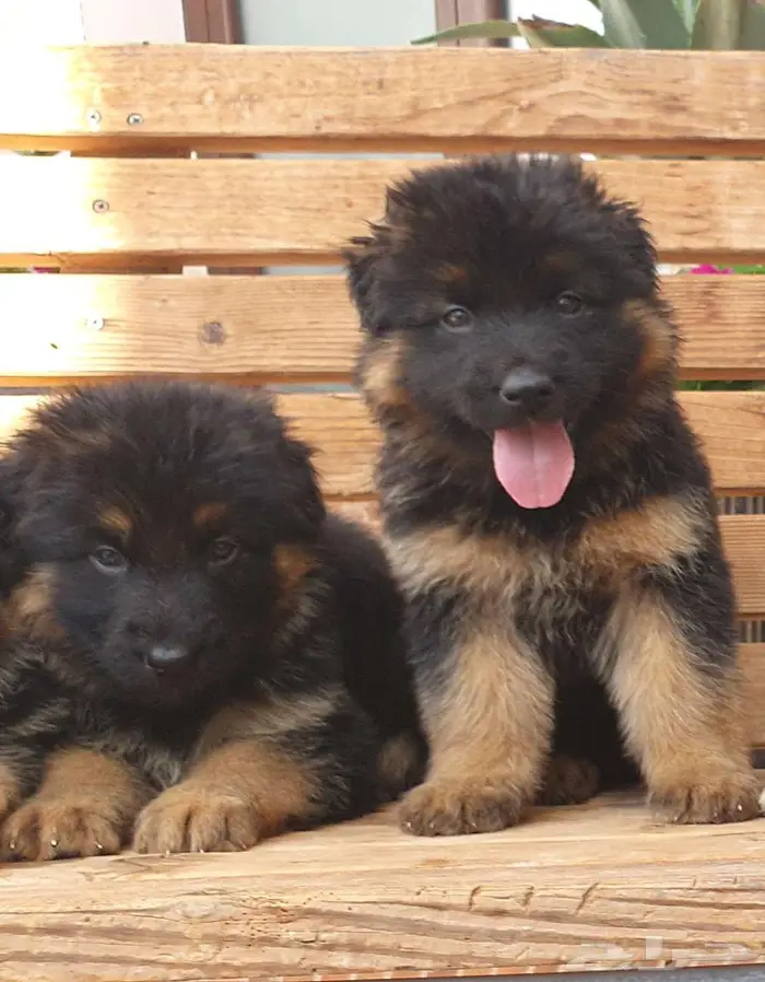 للبيع جراوي جيرمن شيبرد 2