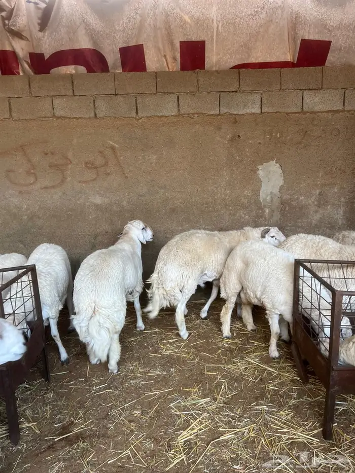 طليان حريات كناور 2
