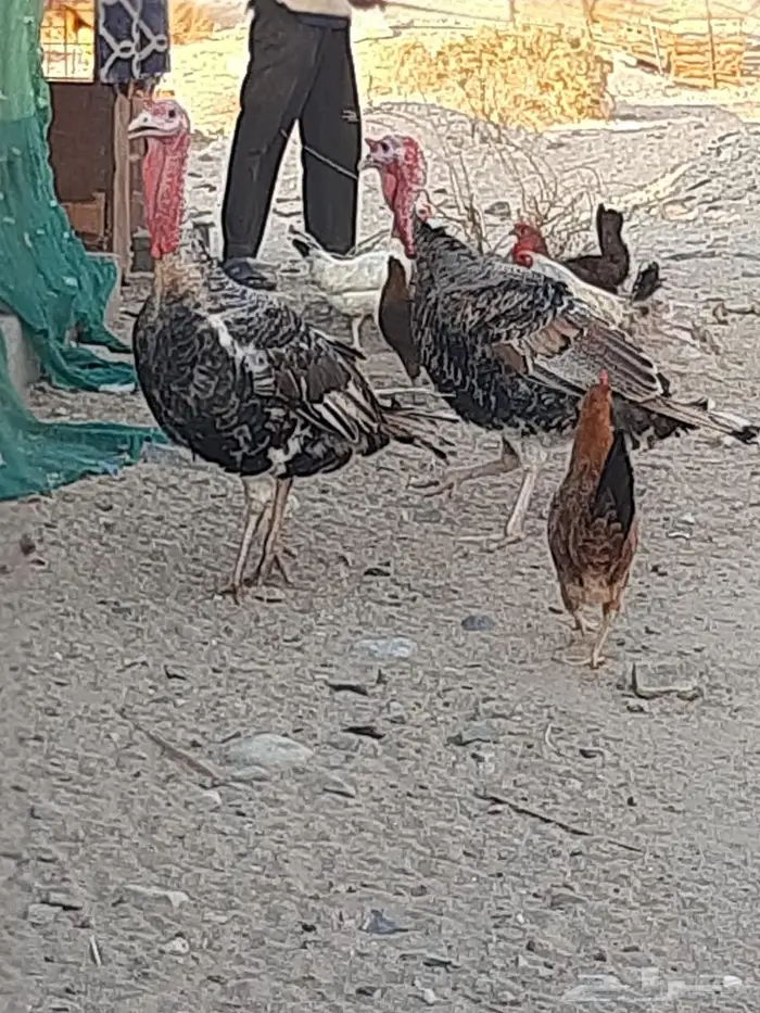 ذكور بط و ذكور رومي 1