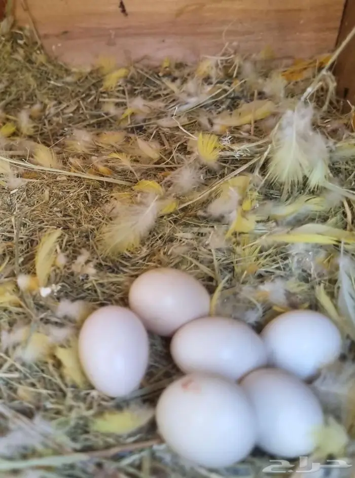 محمية طيور روز منتجه 17