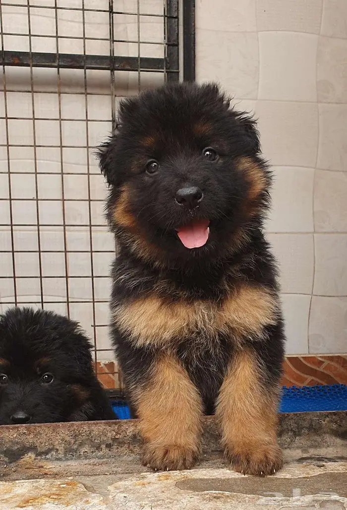 للبيع جراوي جيرمن شيبرد 0