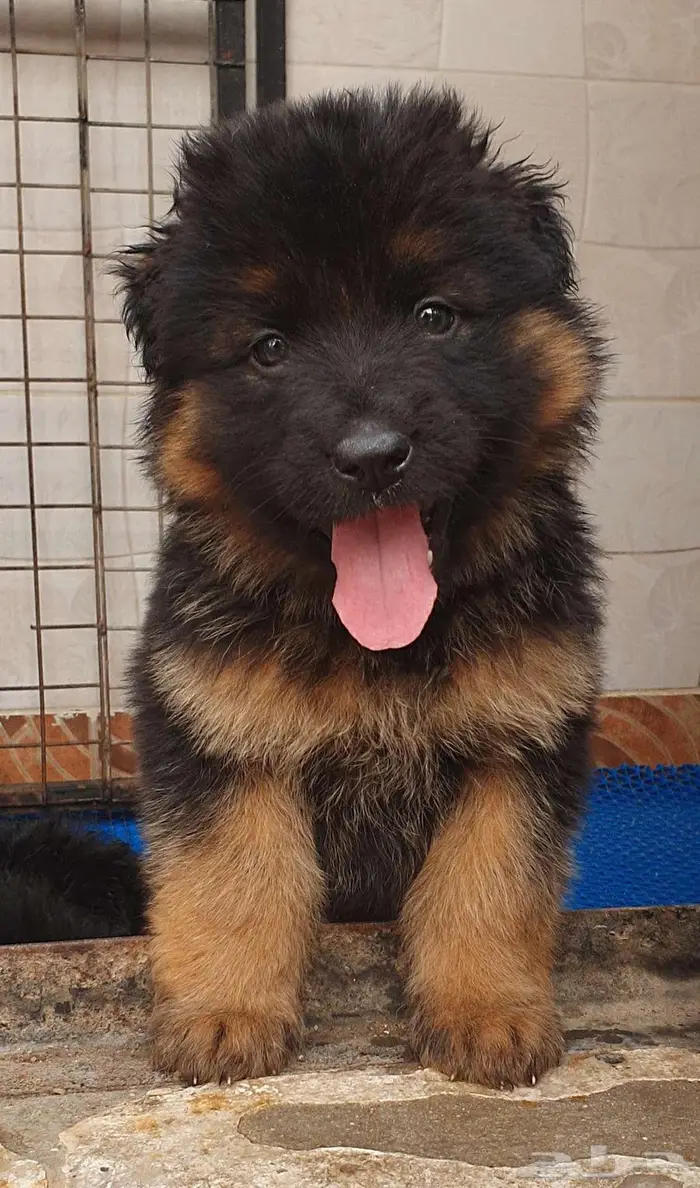 للبيع جراوي جيرمن شيبرد 7