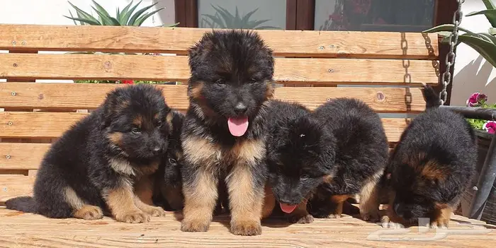 للبيع جراوي جيرمن شيبرد 6