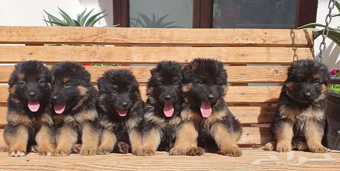 للبيع جراوي جيرمن شيبرد 11