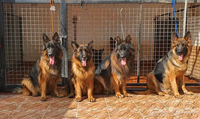 للبيع جراوي جيرمن شيبرد 14