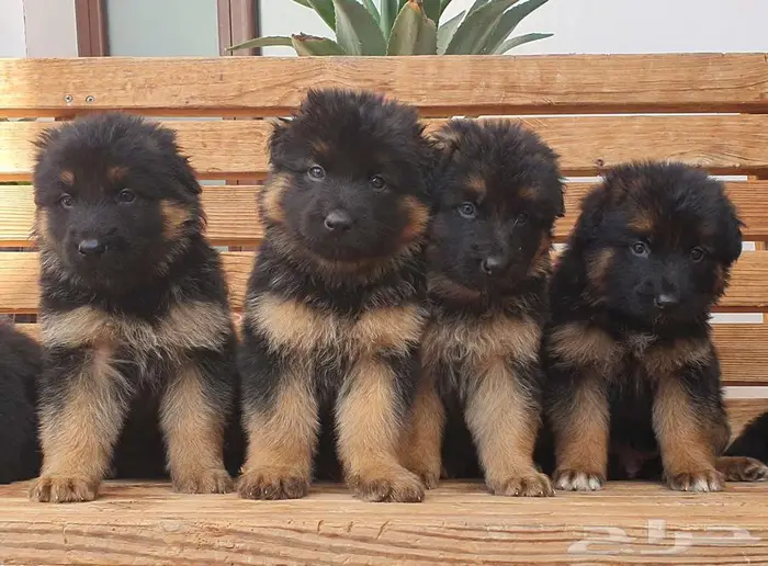 للبيع جراوي جيرمن شيبرد 9