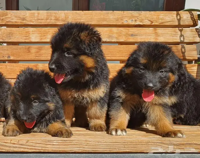 للبيع جراوي جيرمن شيبرد 4