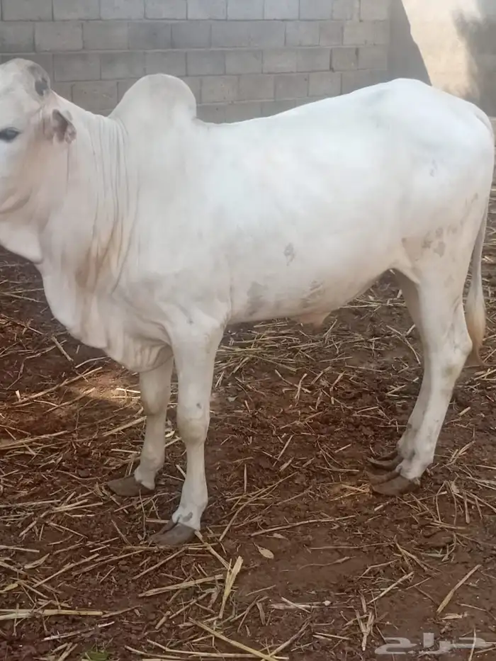 حسلان شركه 2