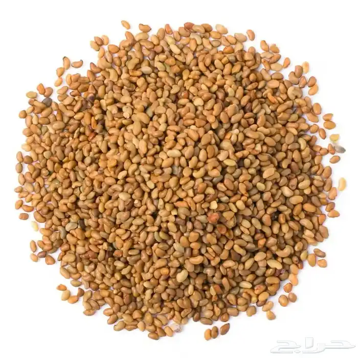 بذور برسيم حجازي 0