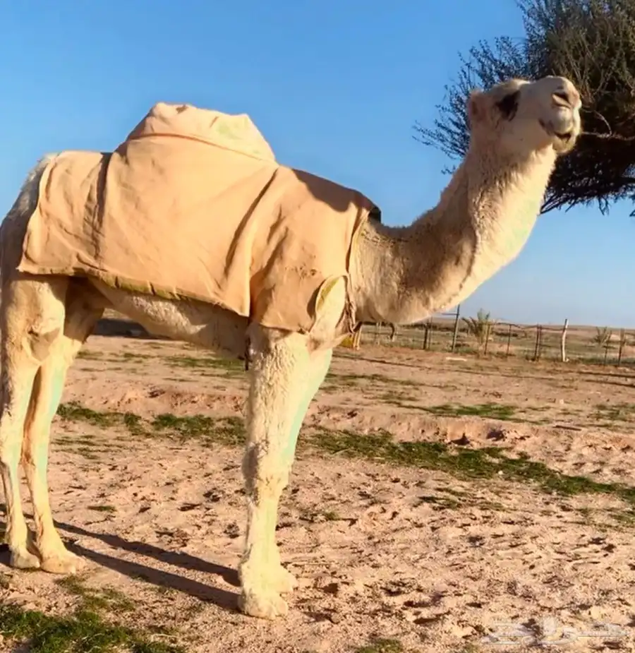 قعود حيسوني فحل ناهي 0
