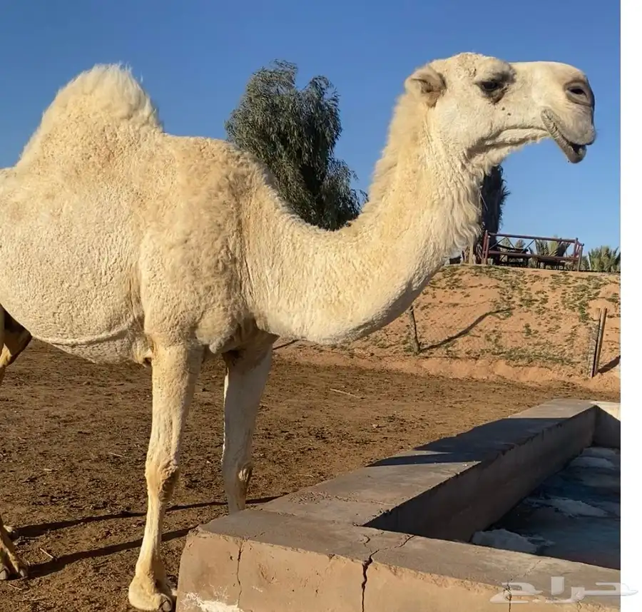 قعود حيسوني فحل ناهي 4