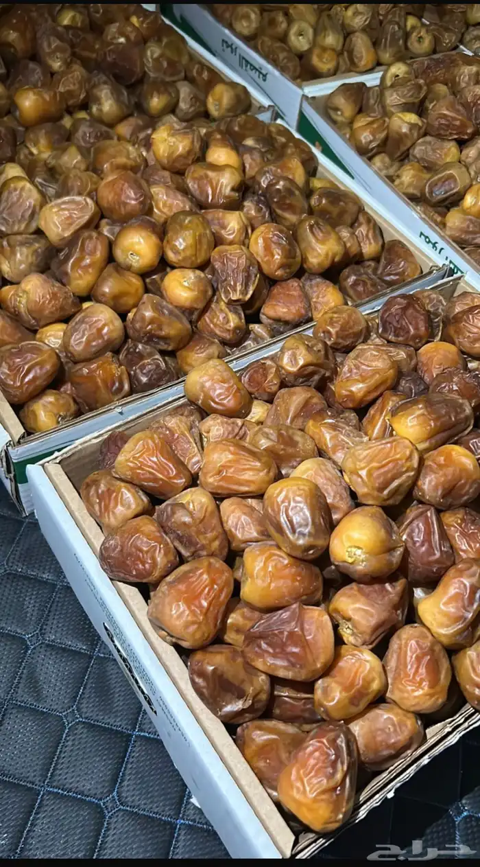 سكري مفتل وجلكسي ملكي 2