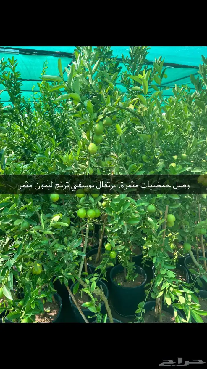 اشجار زيتون وحمضيات مثمرة مقاسات وانواع مختلفه 11