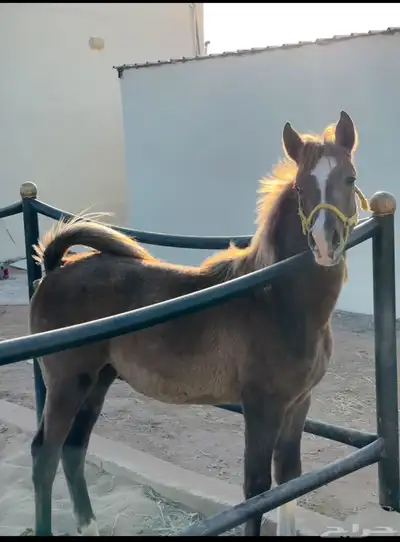 مهره واهو 1