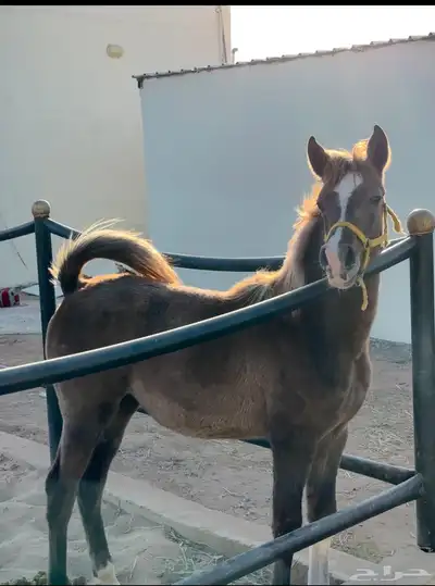 مهره واهو 0