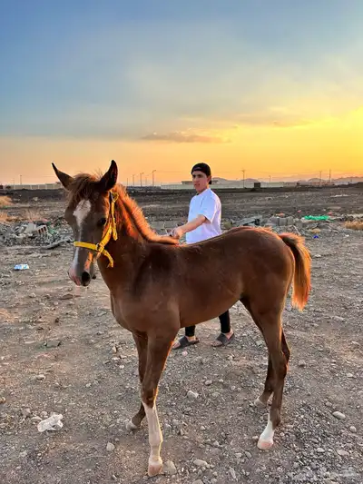 مهره واهو 3