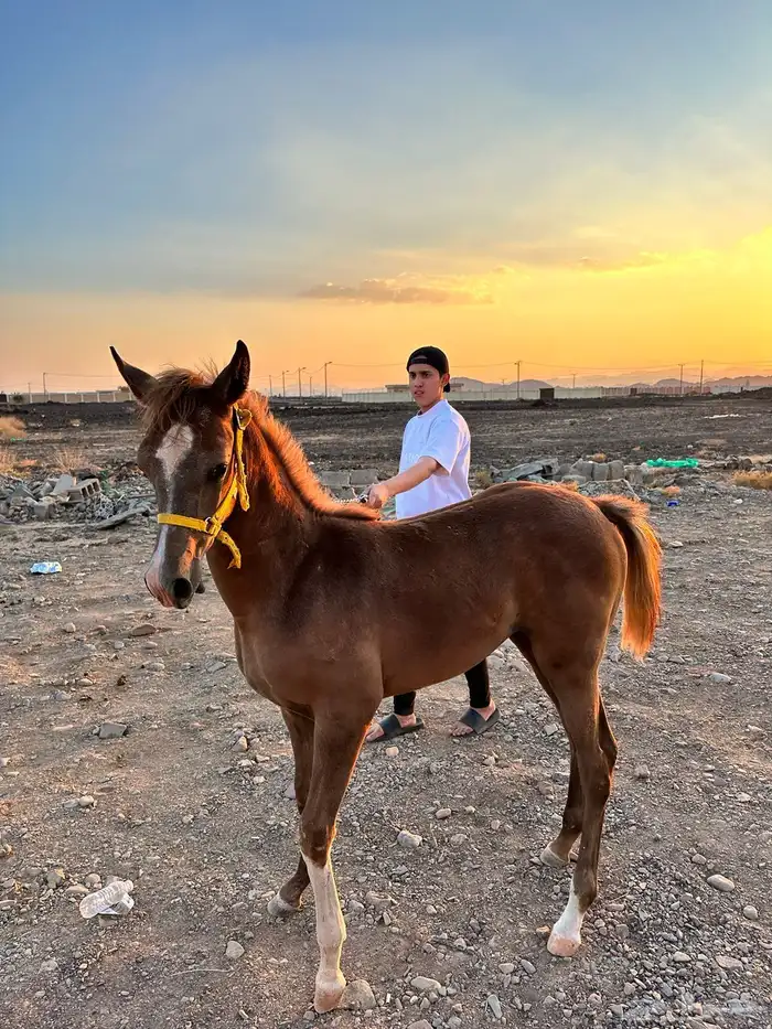مهره واهو 3