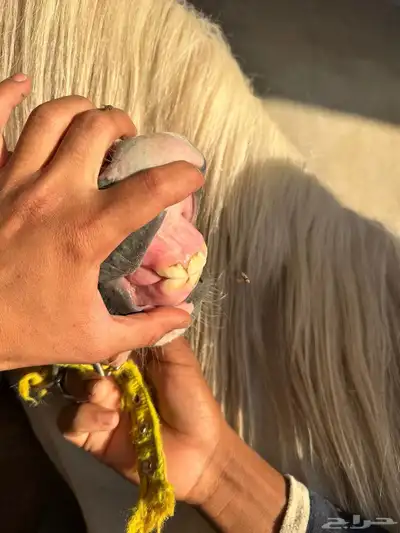 مهره واهو 2