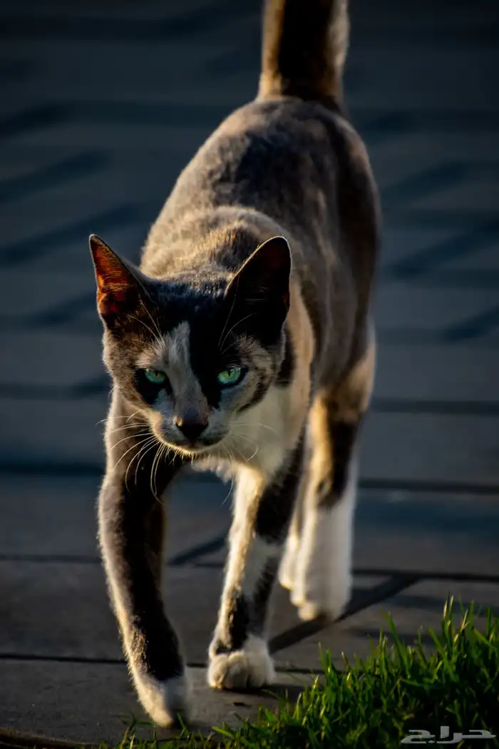 مصور ايفنتات  مطاعم  شخصي الخ.. event photographer 18