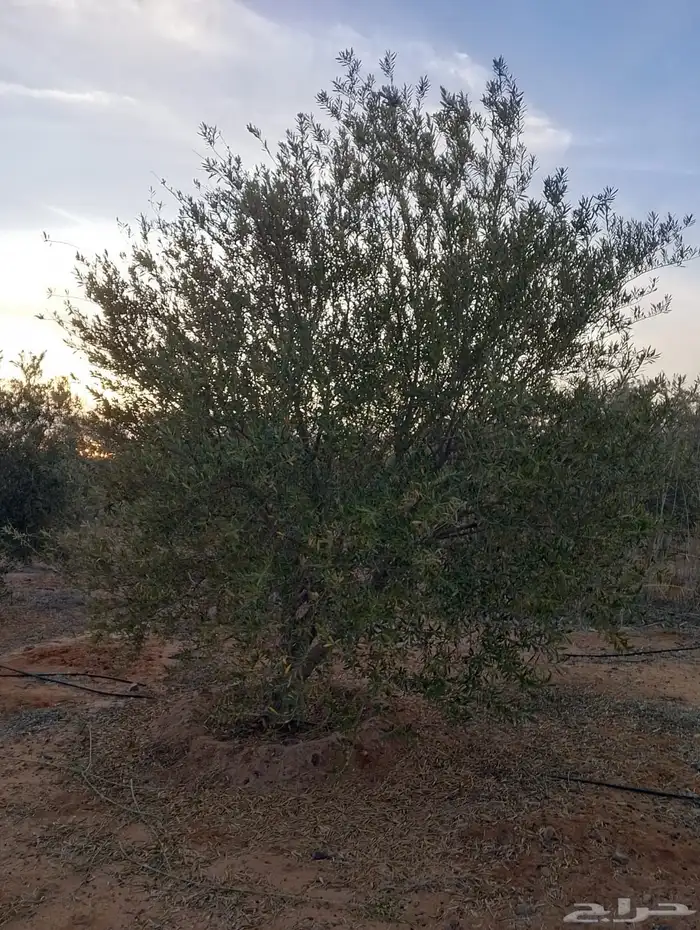 اشجار زيتون 11