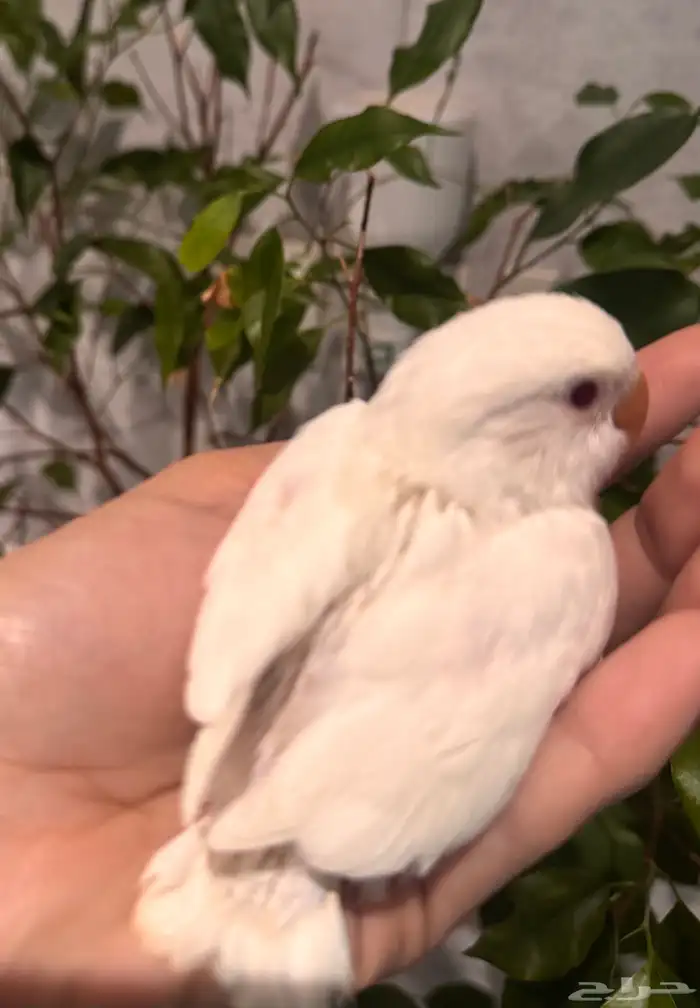 فرخين روز البينو تم البيع 5