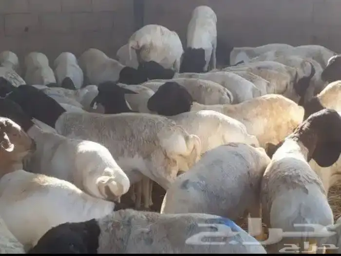 ذبيحتك واصل لبيتك 2