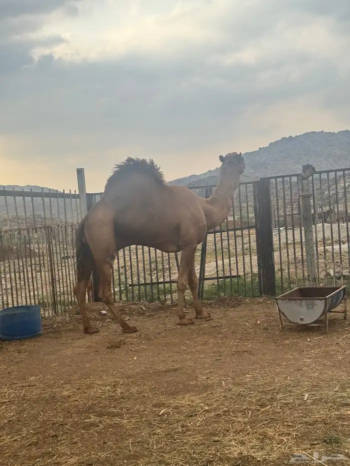 فحل ممتاز 2