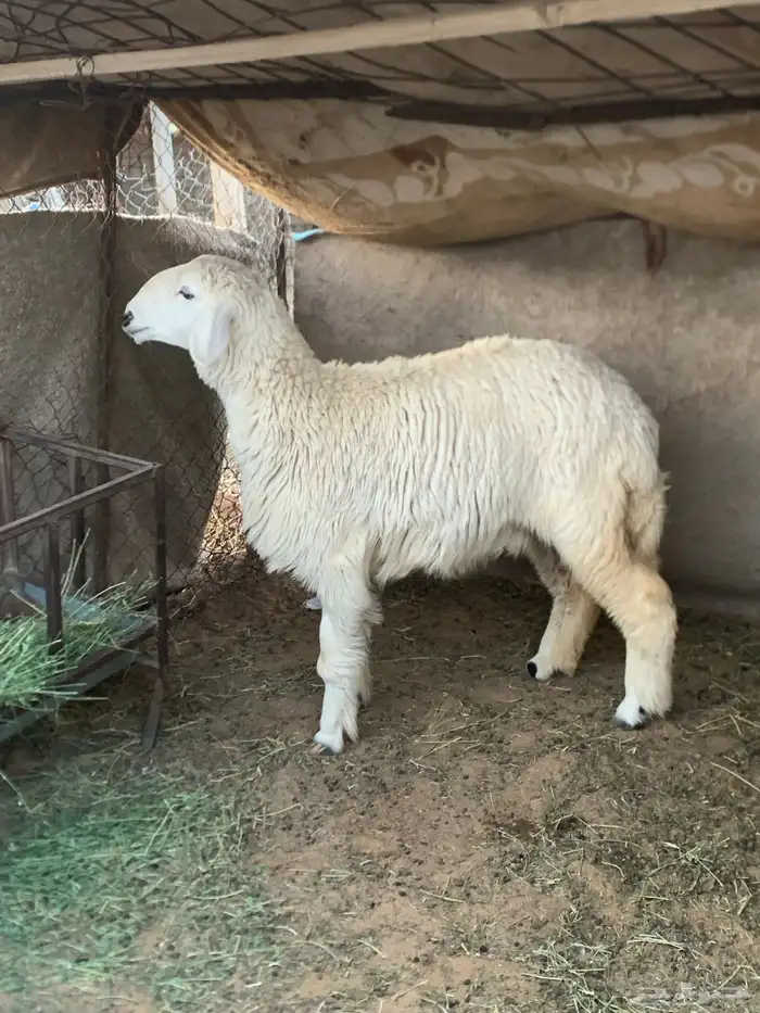 رخل جذعه تم البيع 1