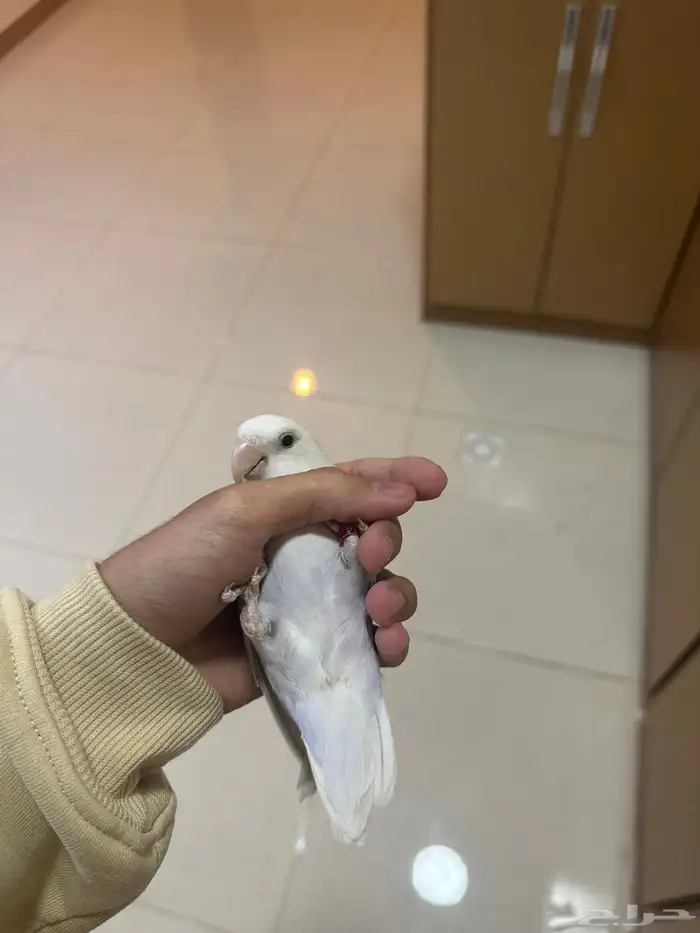 زوج روز 2