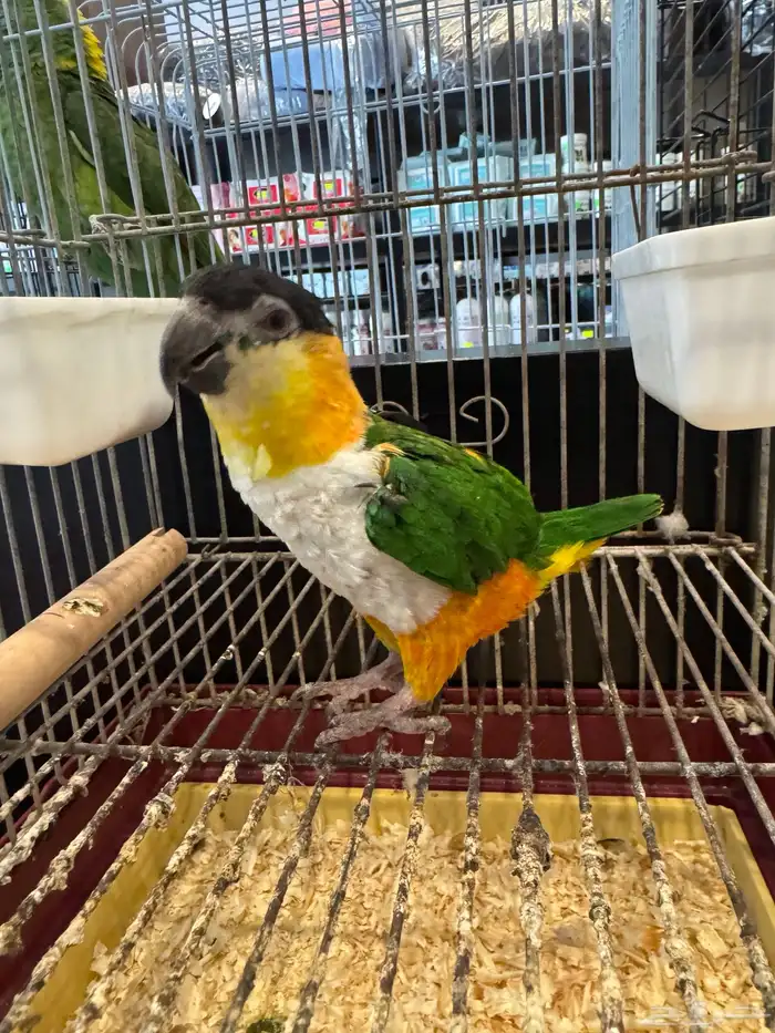 أثنى بلاك هيد كايك جاهزه للانتاج 0