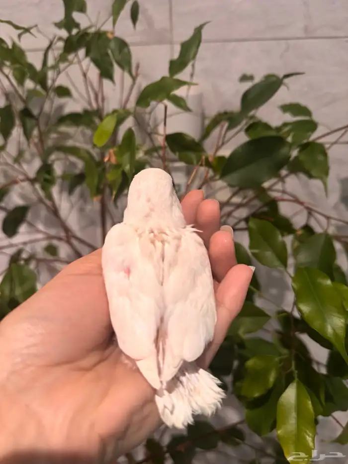 فرخين روز البينو تم البيع 3