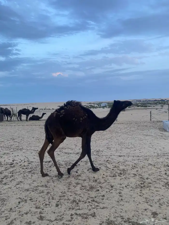 بكره مفروده 0