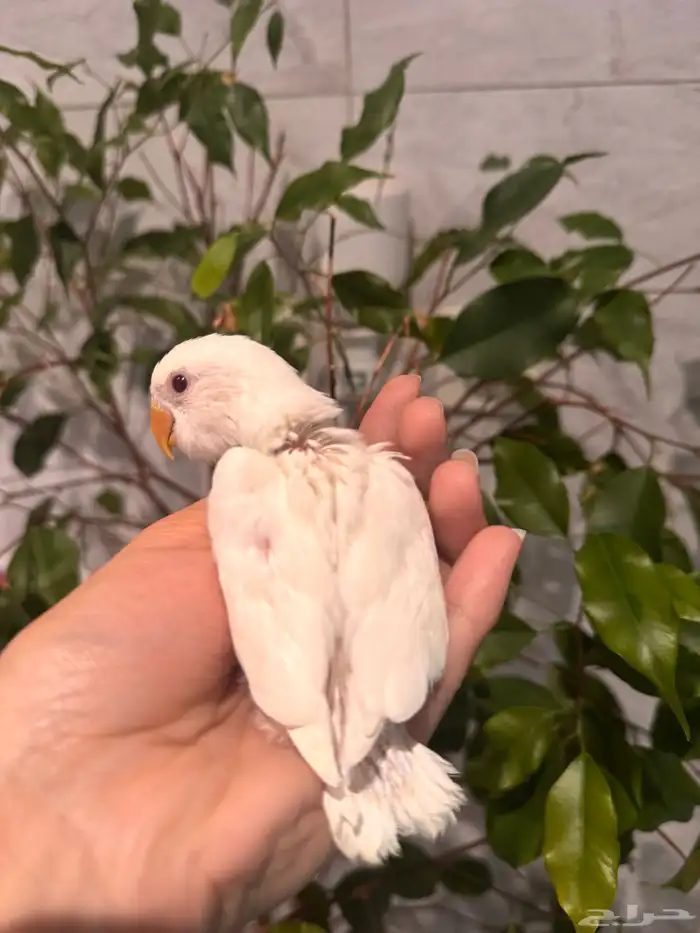 فرخين روز البينو تم البيع 2