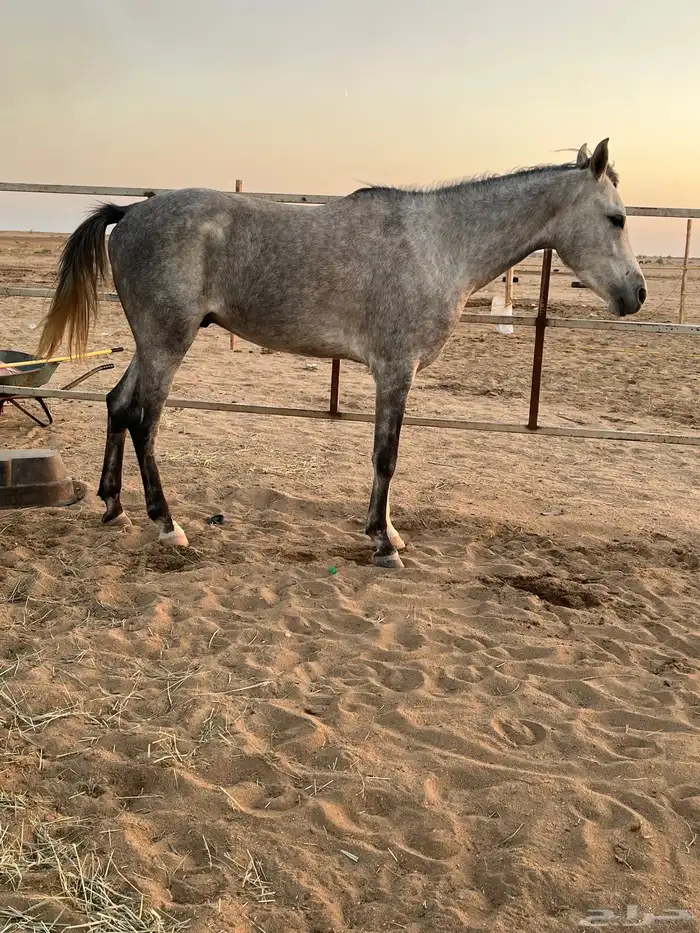 حصان مهر شعبي 1